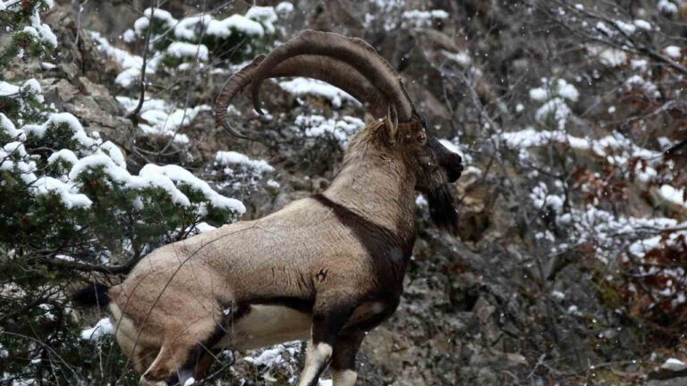 Kaçak dağ keçisi avlayan avcıya rekor ceza