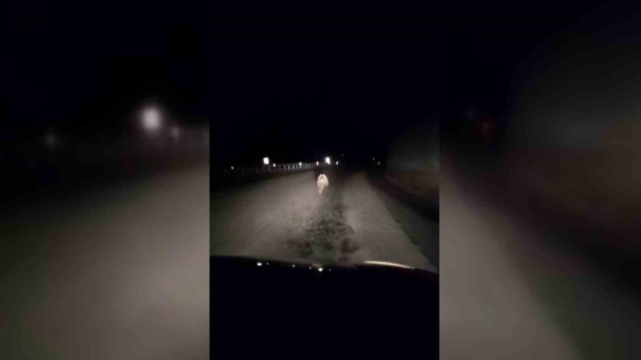 Yavru ayı kara yolunda otomobille yarıştı