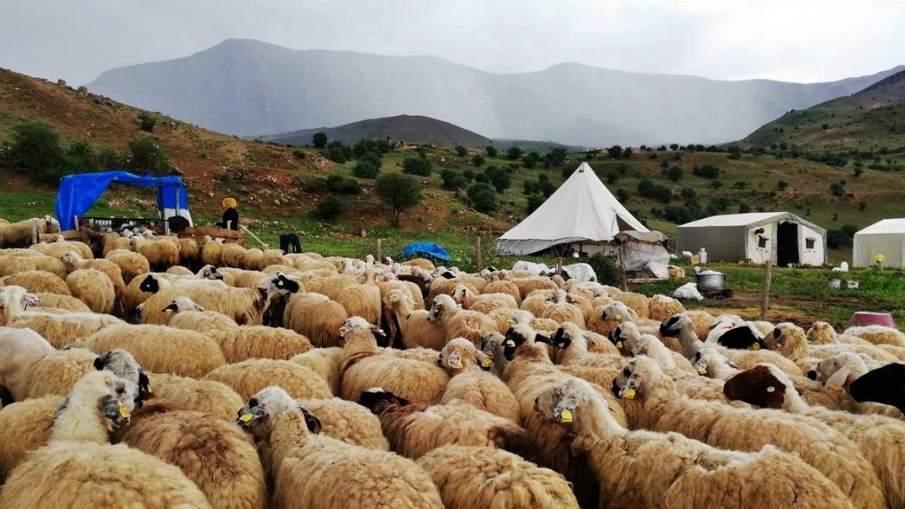 Üreticiler İl Dışından gelen peynirlerden muzdarip