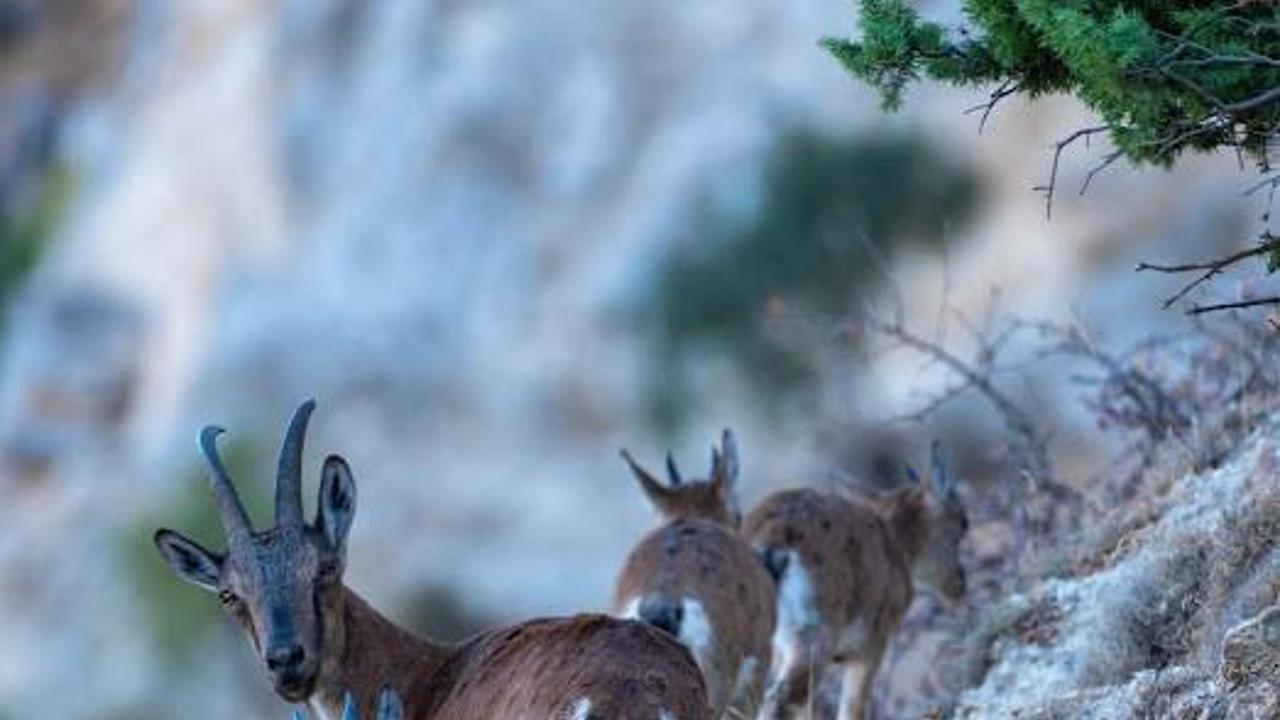 Yaban keçileri Munzur dağlarına güzellik katıyor