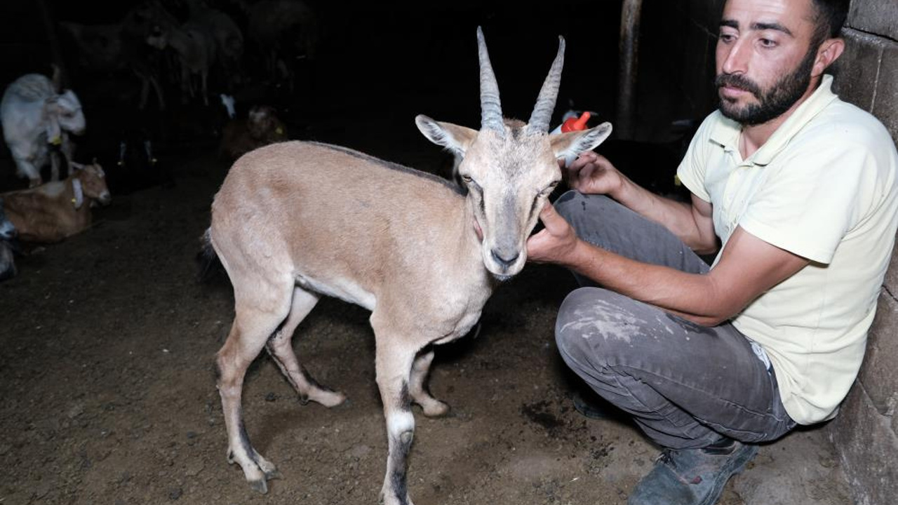 Erzincan’da buldukları yaralı yaban keçisini kendi keçi sürülerine katarak beslediler