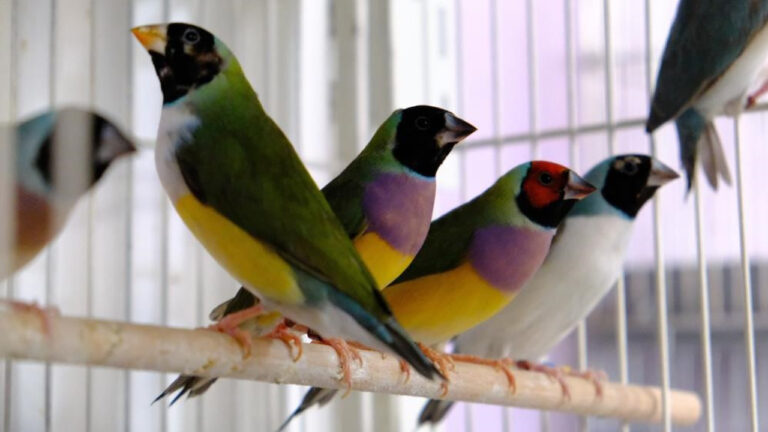 Erzincan’da dünyaca ünlü egzotik kuşlar yetiştiriliyor