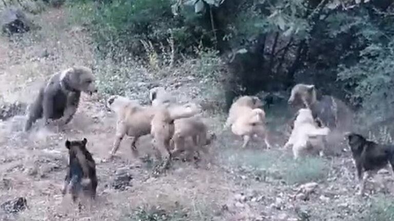 Ayı Saldırısını Köpekler Engelledi