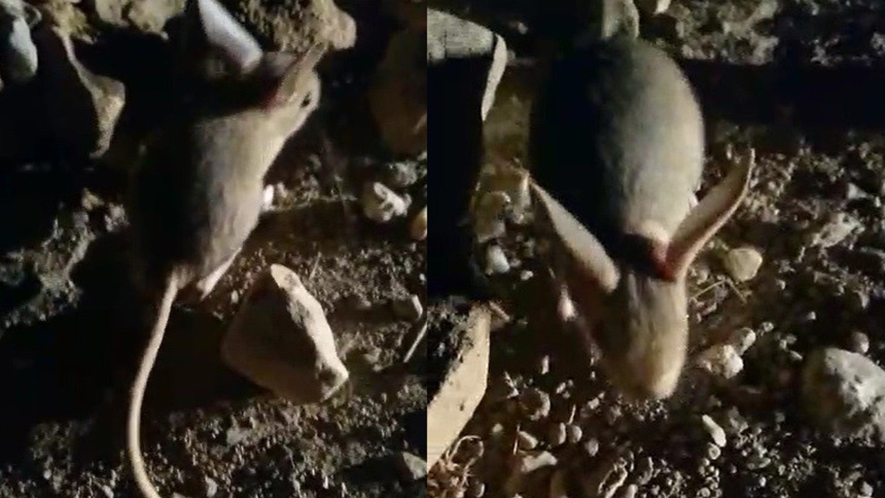 Erzincan’da kanguru faresine benzeyen Arap tavşanı görüntülendi