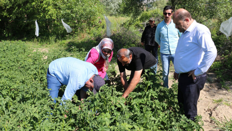 Erzincan’da Patates Projesi Başarıyla Uygulanıyor