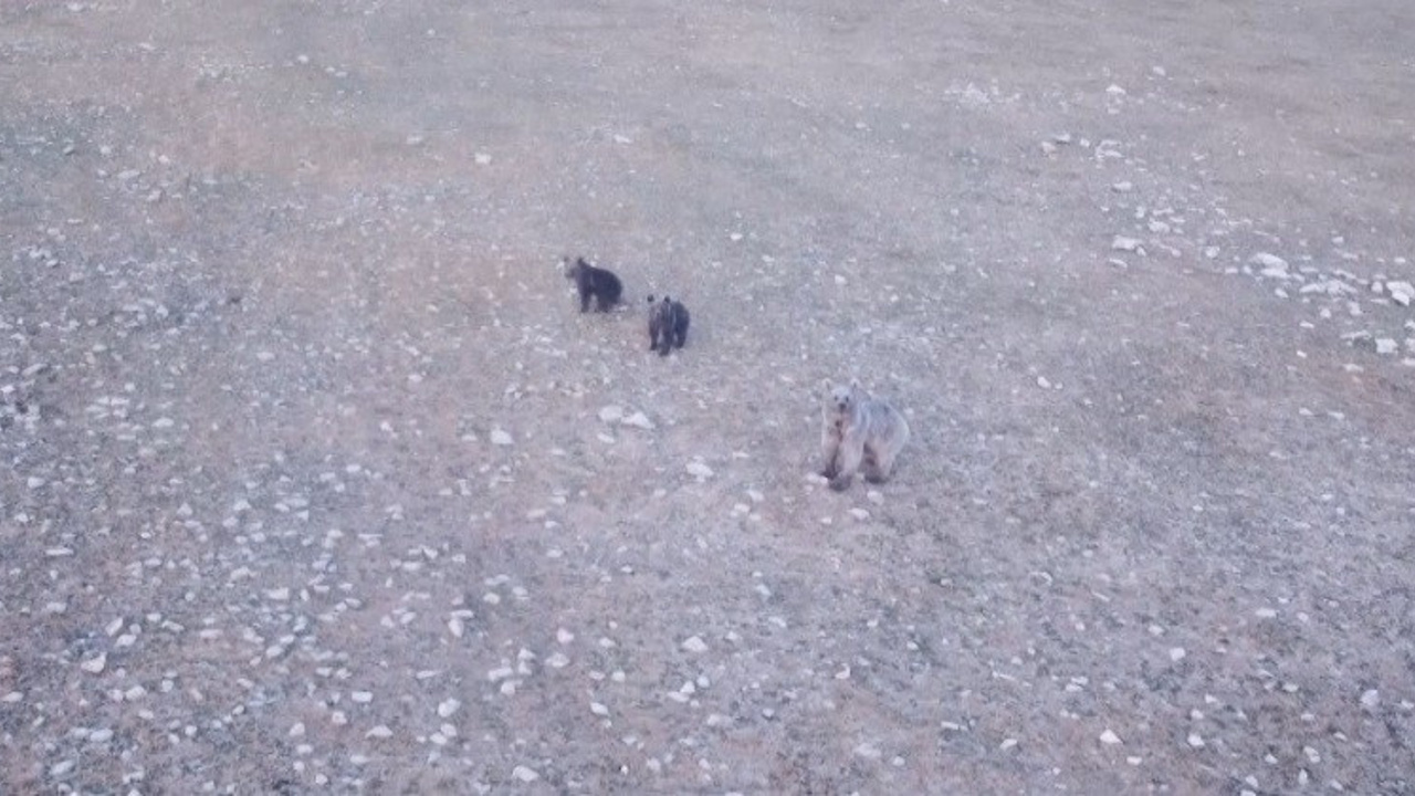 Anne ayı ve 2 yavrusu dron ile görüntülendi