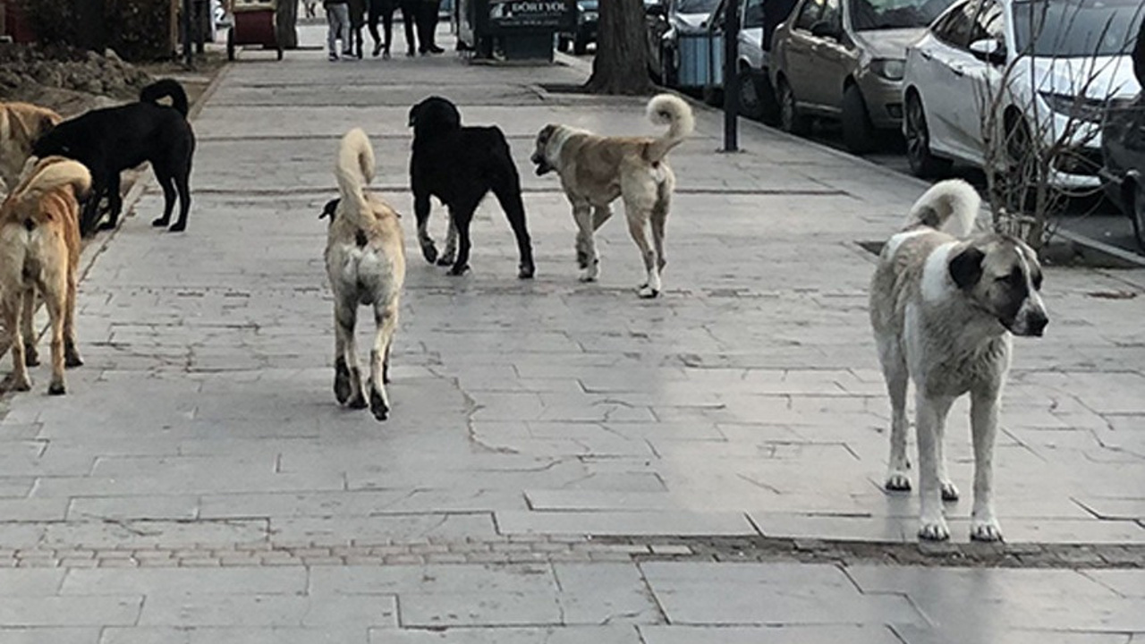 İstanbul Valisi Gül; “Sokak Köpekleri Zaman Zaman İnsanlara Zarar Verebilir Deme Lüksümüz Yok!”
