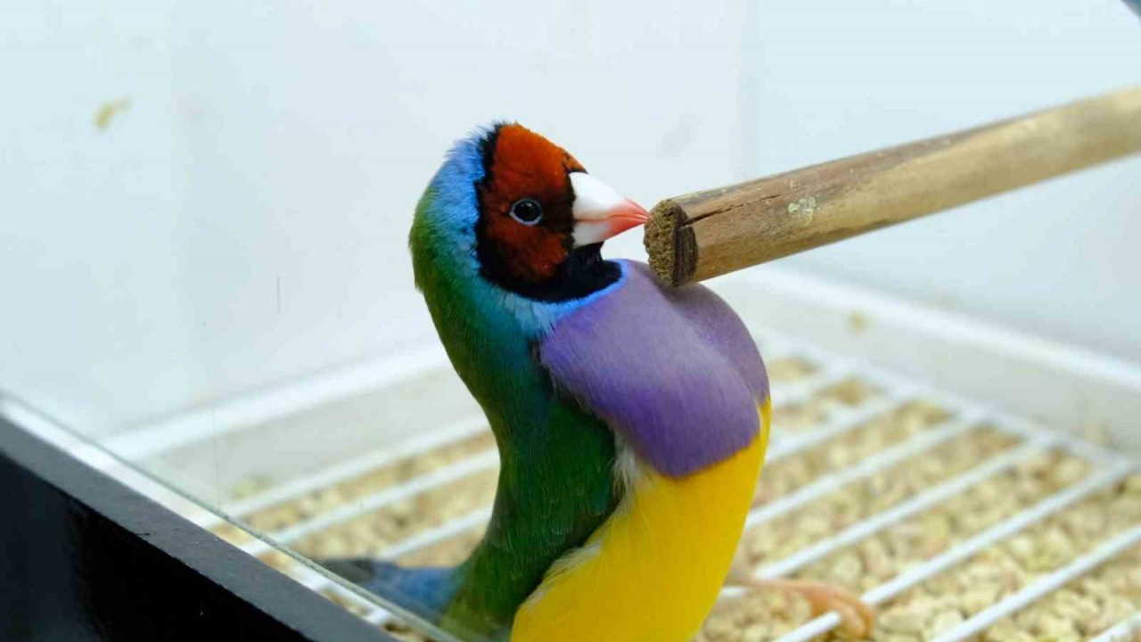 Egzotik Kuşların Kameraya Yansıyan Kur Dansları Renkli Görüntüler Oluşturdu