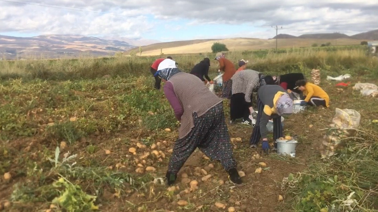 Erzincan’da patates hasadı başladı
