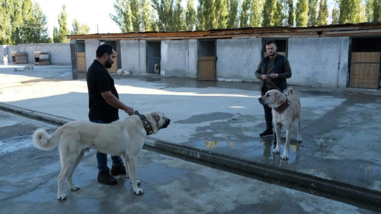 Saf ırk köpekler, Erzincan’da yetiştiriliyor