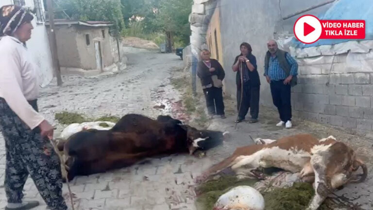 Yonca Yiyen Hayvanlar Şişerek Telef Oldu