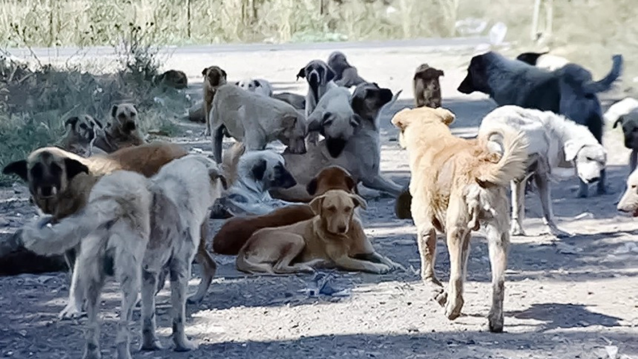 Köpek Korkusundan Çocuklar Okula Gidemiyor, Yetkililer Sadece İzliyor