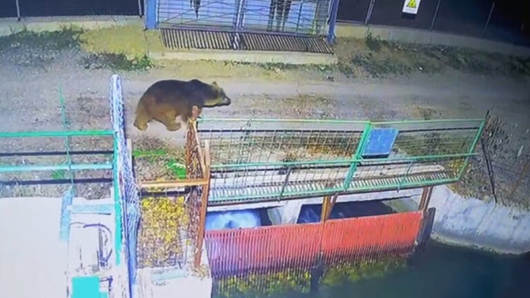 Ayılar Yerleşim Alanı Yakınlarına Kadar Geldi