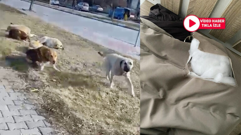 Erzincan’da Köpek Saldırısı Kameraya Yansıdı