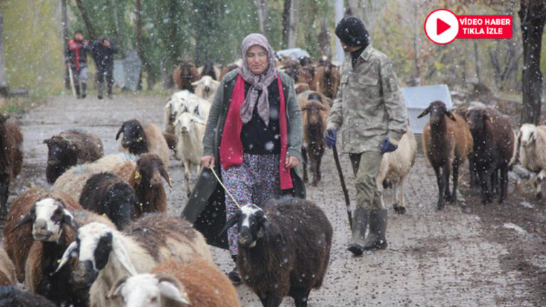 Devletten destek alan kadın çiftçi hayvan varlığını 2 katına çıkardı