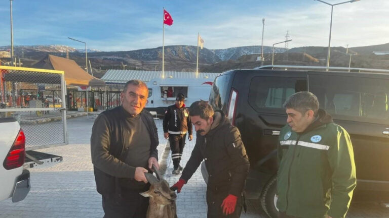 İliç’te yaralı dağ keçisi DKMP ekiplerine teslim edildi