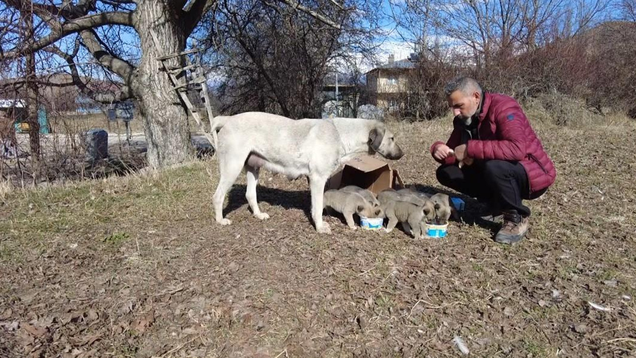 9 yavrusu bulunan sokak köpeğine mahalleli sahip çıkıyor