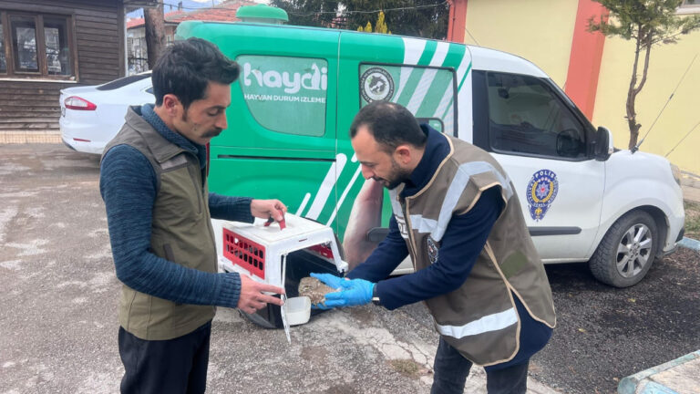 Yaralı Halde Bulunan Baykuş Yavrusu Tedavi Altına Alındı