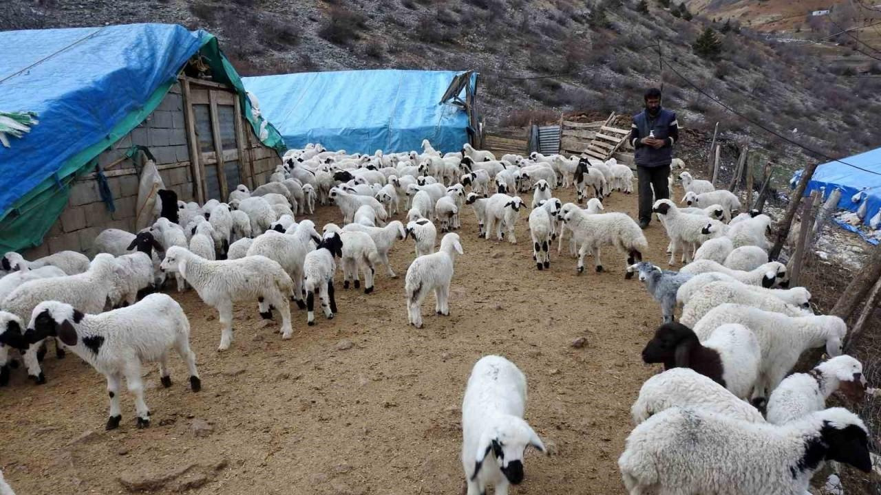 Süt kuzuları günde 2 defa anneleriyle buluşturuluyor