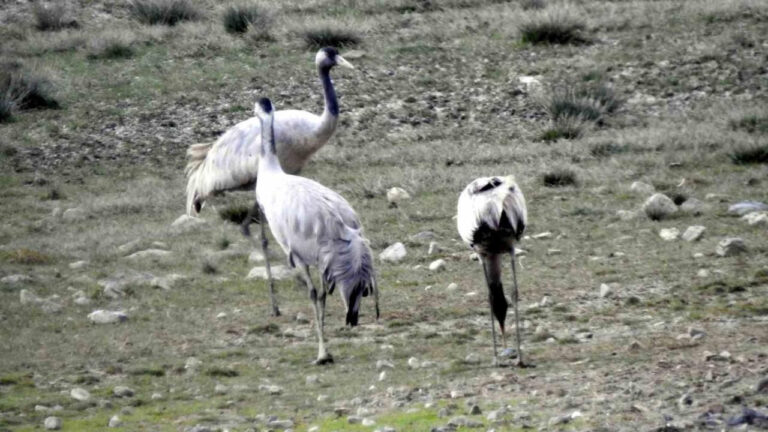 Türkülere Konu Olan Telli Turnalar Erzincan’da Görüntülendi