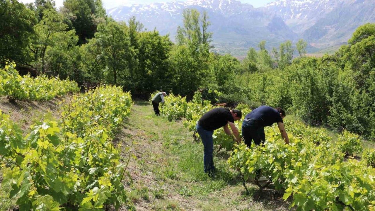 Erzincan’da bağlarda kontroller sürüyor