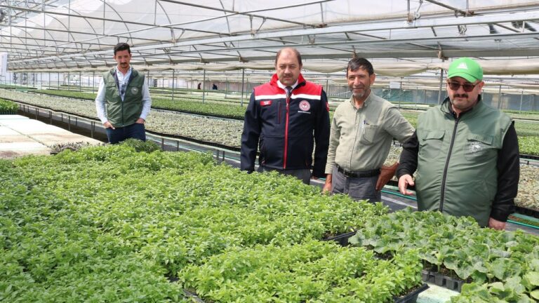 Erzincan’da Üretilen Fideler Çevre İllere Satılıyor