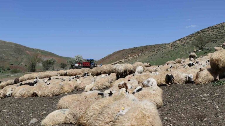 Hayvanların Sağlığı İçin Dağları Aşıyorlar