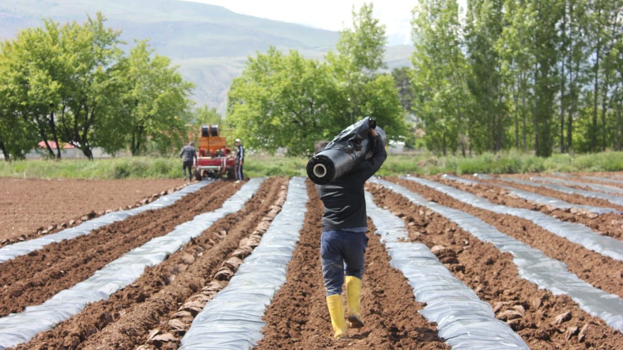 Erzincan’da Kapya Biber Üretimi Yaygınlaşıyor