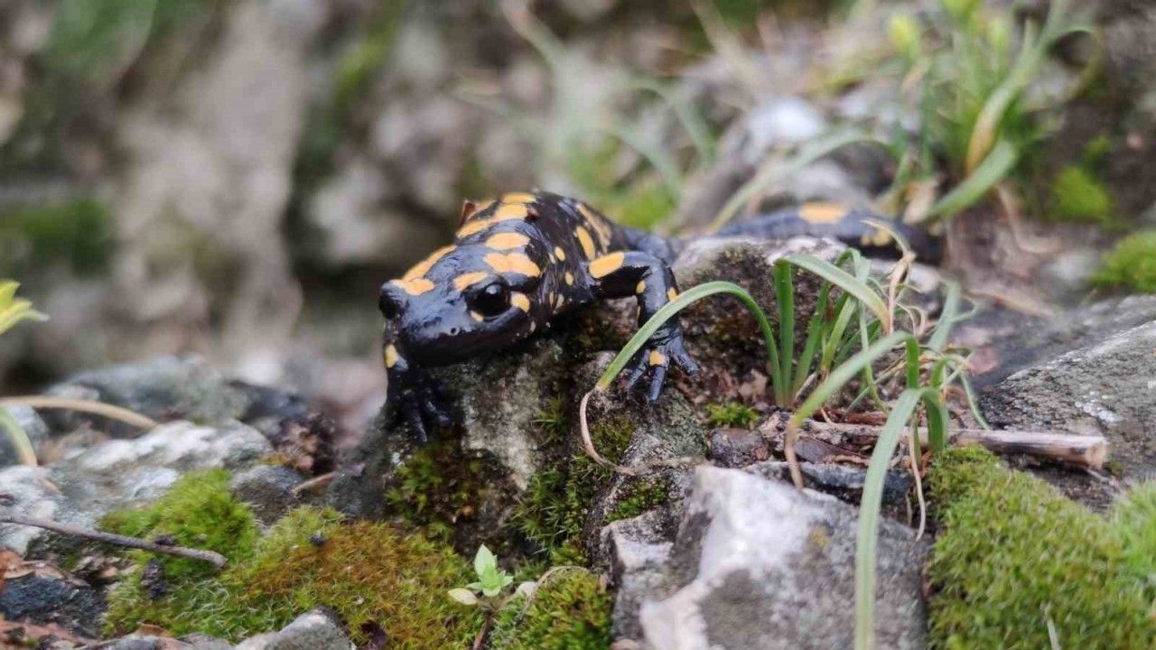 Koruma Altındaki ’Benekli Semenderler’ Erzincan’da Görüntülendi