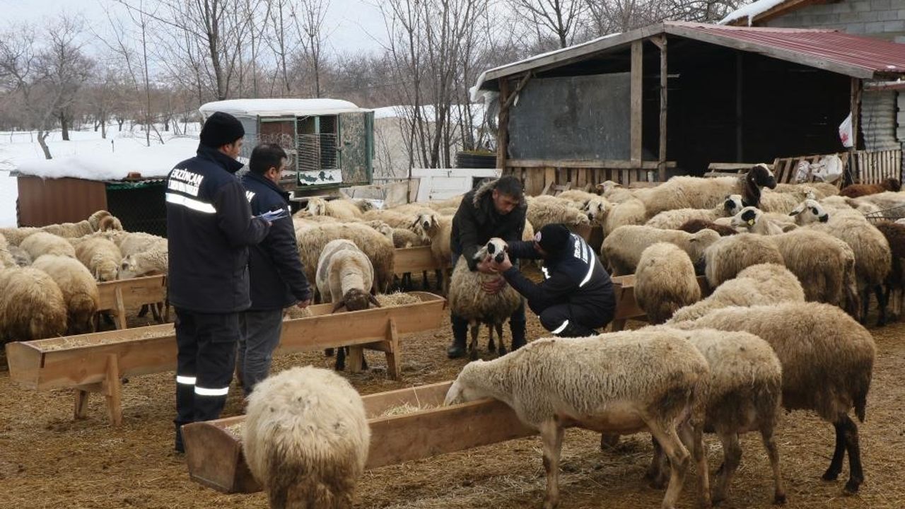 Küçükbaş Hayvanlarda Aşılama Kampanyası