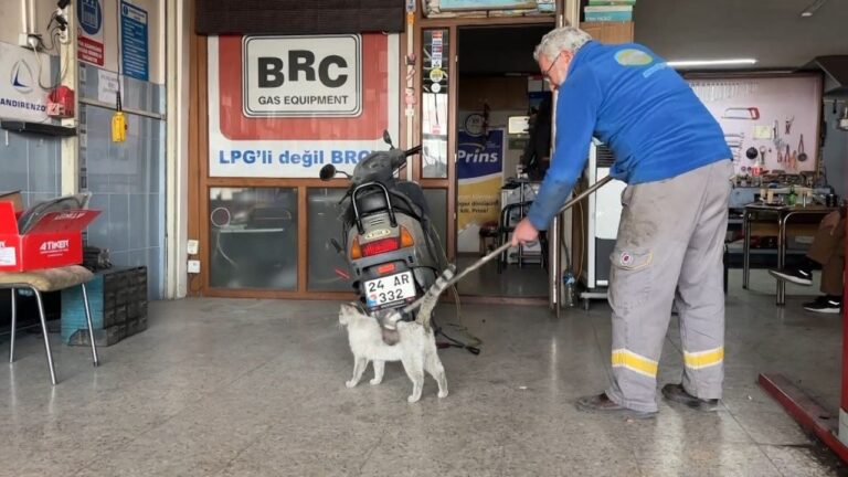 Oto Tamircisi İle Kedi Arasında Tebessüm Ettiren Görüntüler