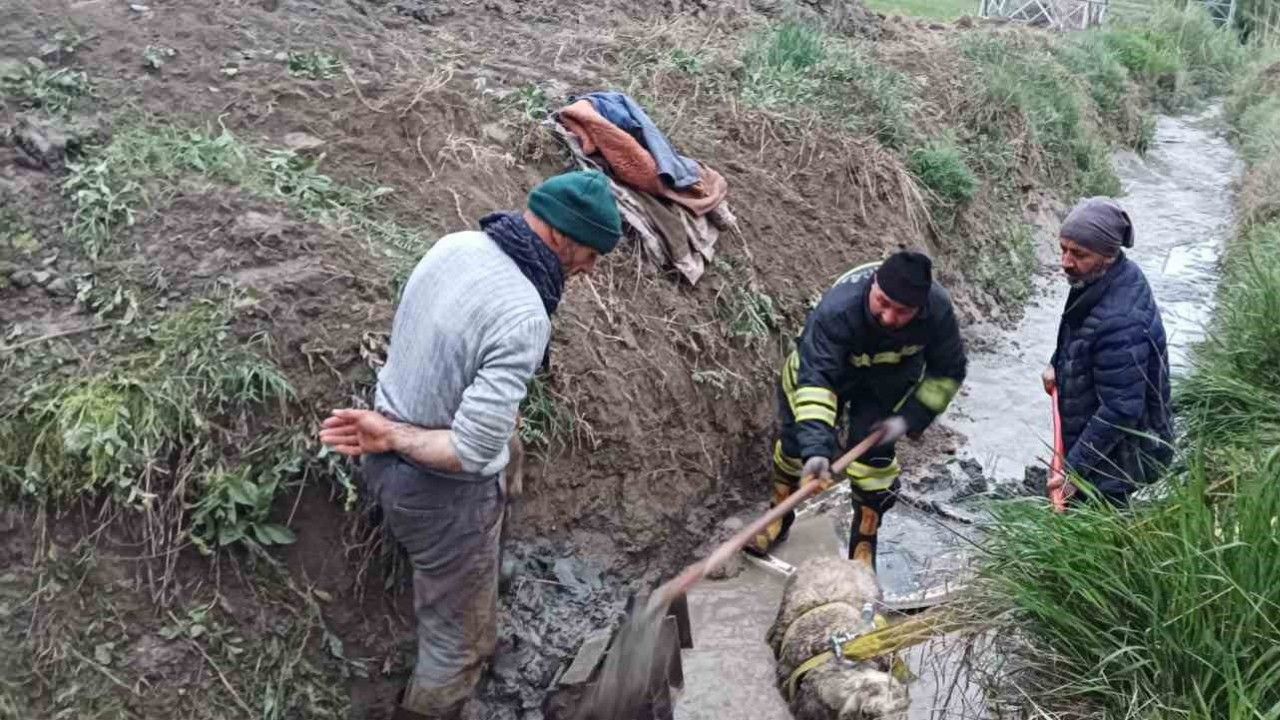 Sulama Kanalına Düşen Koyunu İtfaiye Kurtardı