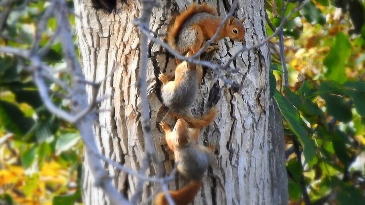 Ceviz Ağacına Sincap Ailesi Yuva Kurdu