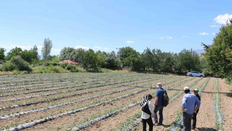 Erzincan’da Kapya Biber Üretimi Yaygınlaşıyor