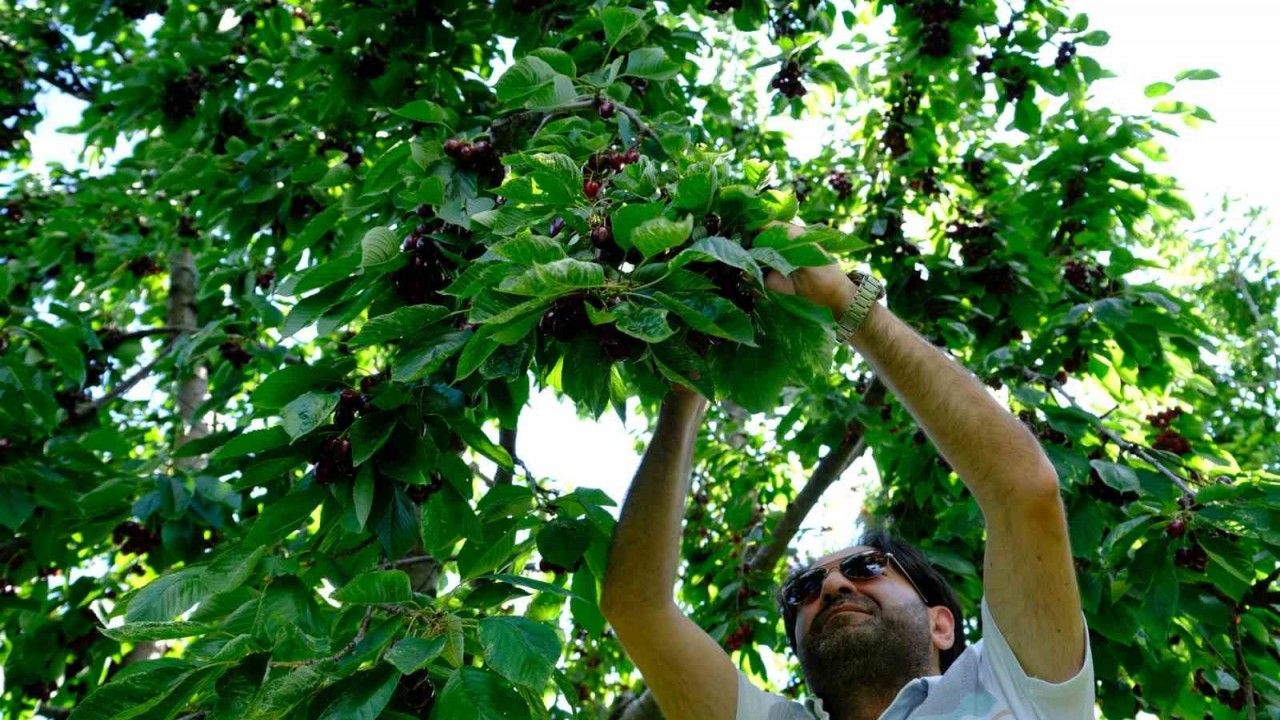 Erzincan’da Kiraz Zamanı