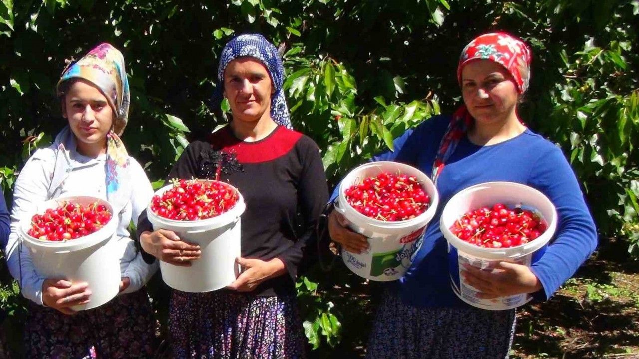 Erzincan’da Yetişen Kiraz Dış Ülkelere ve Çevre İllere Satılıyor