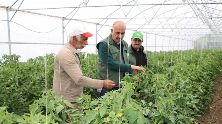 Erzincan’daki Sera Yatırımları Olumlu Sonuç Veriyor