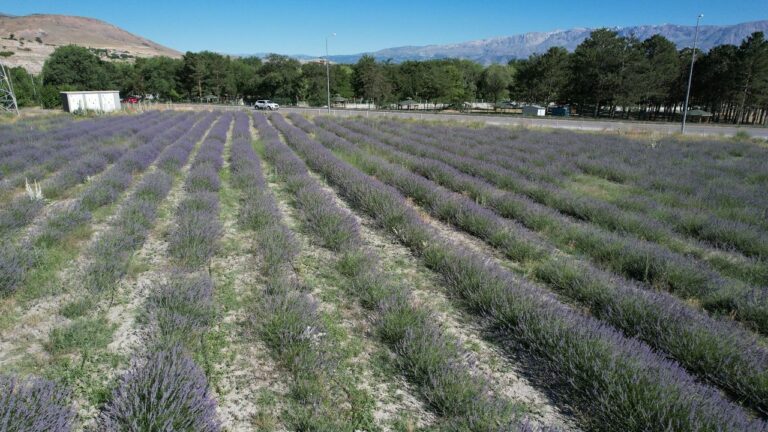 Erzincan Belediyesi Lavanta Üretimine Devam Ediyor