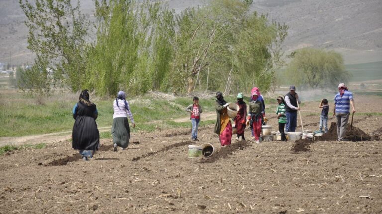 Mevsimlik Tarım İşçileri Tarlalarda Rızıklarını Çıkarıyor