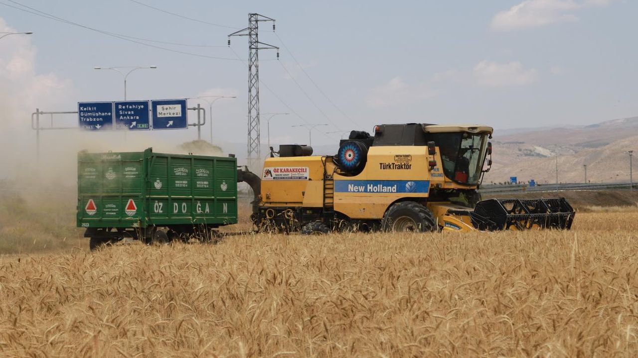 Belediyenin Hububat Tarlalarında Hasat Başladı