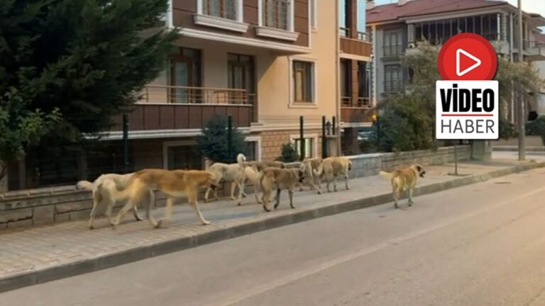 Başıboş Köpek Sorunu Çözüm Bekliyor