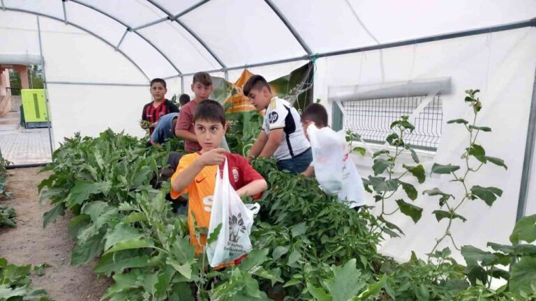 Okuldaki Çiftlik Projesinde Hasat Başladı