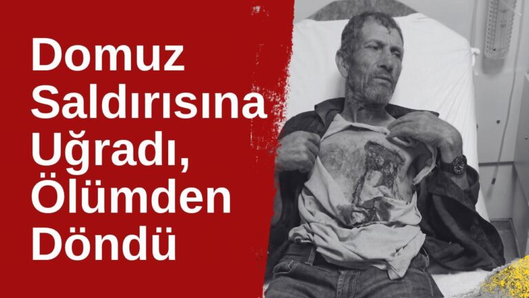 Domuz Saldırısına Uğradı, Ölümden Döndü