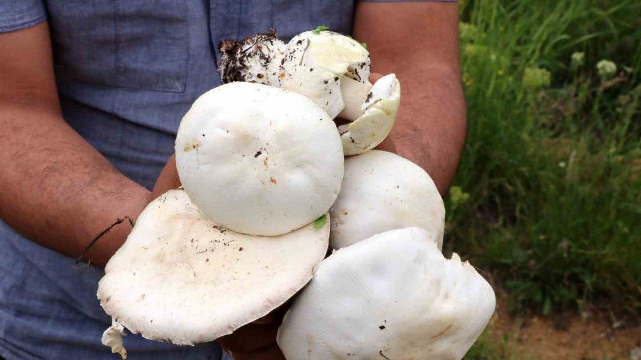 Doğadan Toplanan Mantarlara Dikkat