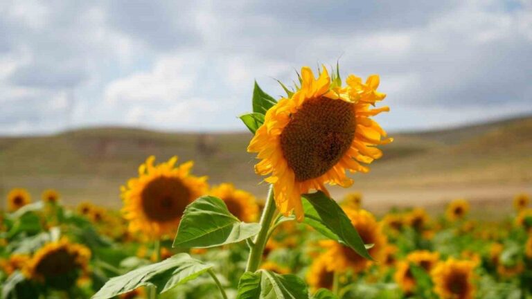 Erzincan’da Ayçiçeği Tarlaları Göz Kamaştırıyor