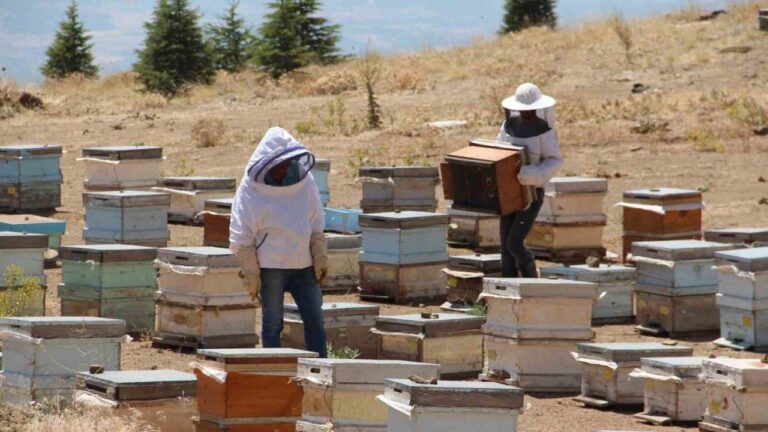 Erzincanlı Arıcıların “Tatlı” Hasat Telaşı Başladı