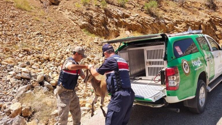 Karanlık Kanyon’da Yaban Keçisine Yardım Eli