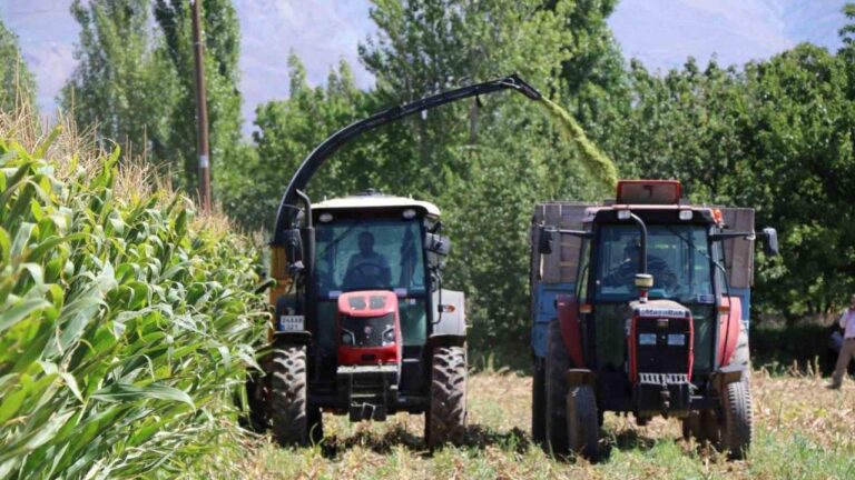 Erzincan’da Silajlık Mısırın Hasadı Yapılıyor