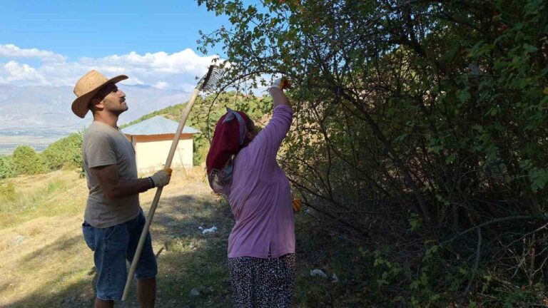 Kuşburnu, Zorlu Arazilerde Toplanmaya Başlandı