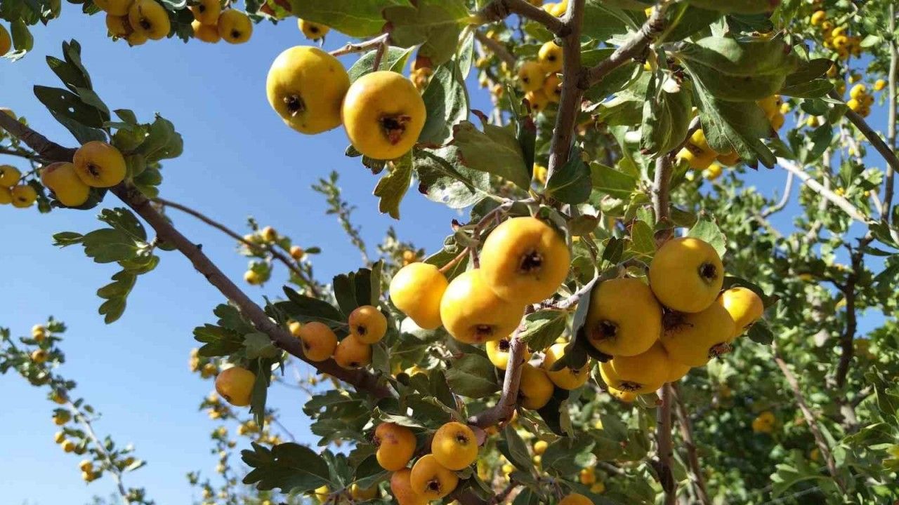 Sonbaharın Aromatik Meyvesi ‘Alıç’ Tezgahtaki Yerini Aldı